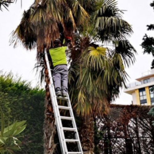 Trabajador realizando arreglos en una palmera