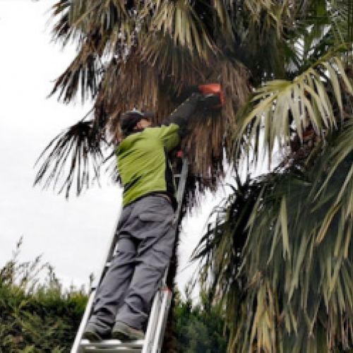 Trabajador realizando arreglos en la parte superior de una palmera